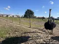 Strusie na farmie Kniewo pod błękitnym niebem. Jeden struś z długą szyją stoi na pierwszym planie.
