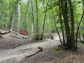 Ścieżka przez las prowadzi do rezerwatu przyrody Zajęcze Wzgórze w Sopocie. Powalone drzewa i tablica informacyjna.