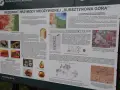 Rezerwat przyrody "Bursztynowa Góra" to miejsce, gdzie można podziwiać ślady dawnej eksploatacji bursztynu.