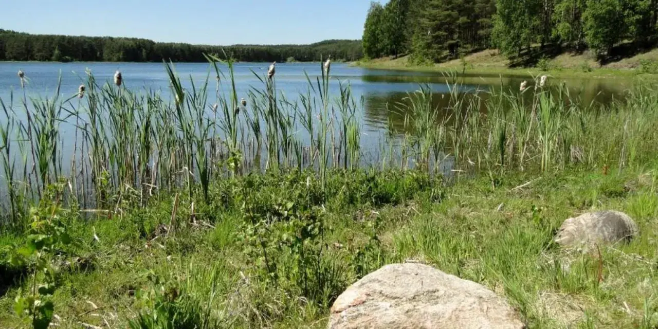 Spokojne jezioro Czarne na Kaszubach, otoczone trzcinami i lasem. Woda odbija błękitne niebo.