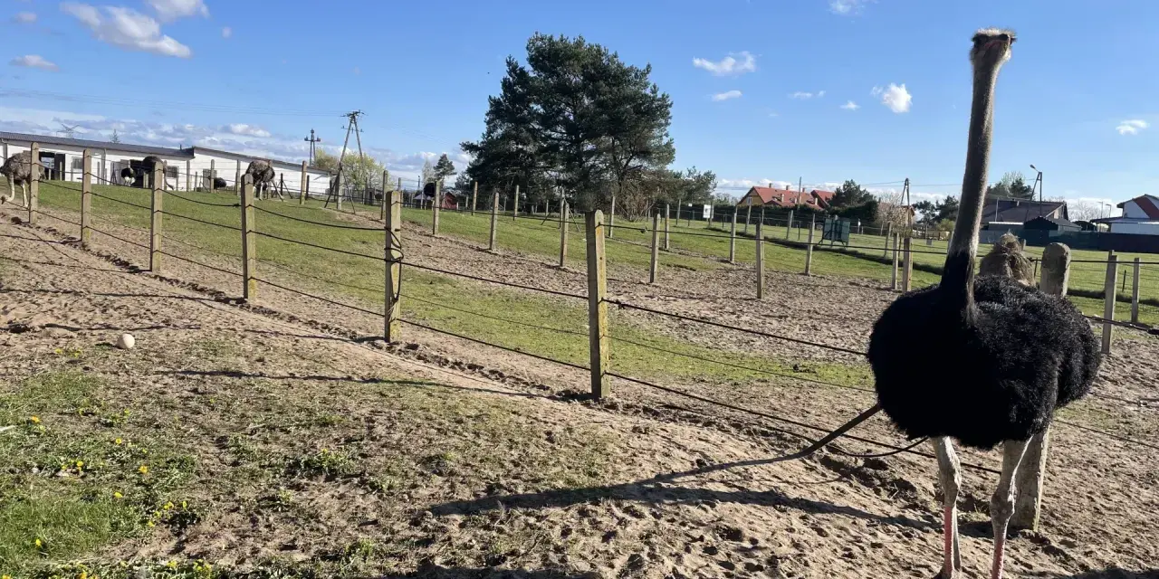 Strusie na farmie Kniewo pod błękitnym niebem. Jeden struś z długą szyją stoi na pierwszym planie.