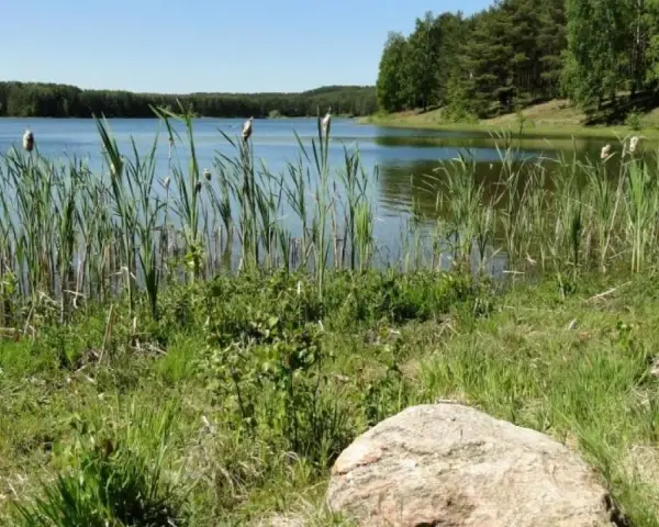 Spokojne jezioro Czarne na Kaszubach, otoczone trzcinami i lasem. Woda odbija błękitne niebo.