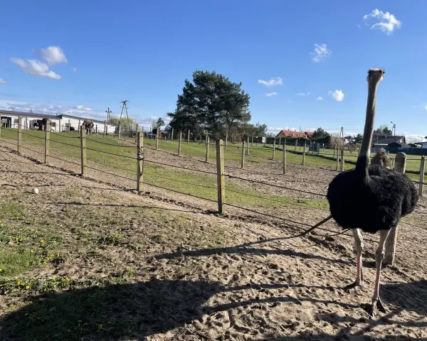 Strusie na farmie Kniewo pod błękitnym niebem. Jeden struś z długą szyją stoi na pierwszym planie.