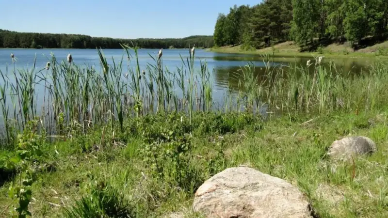 Spokojne jezioro Czarne na Kaszubach, otoczone trzcinami i lasem. Woda odbija błękitne niebo.